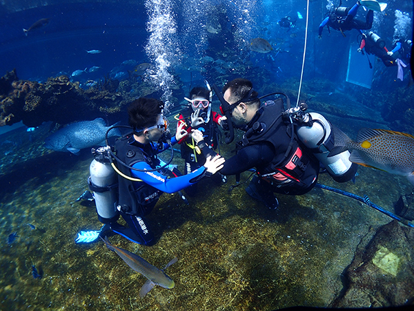 12/12正式上線！PADI 最新課程【休閑潛水員Resort Diver】 丨 一天拿證，潛遍全球