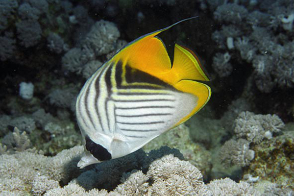 人字蝶魚(yú)