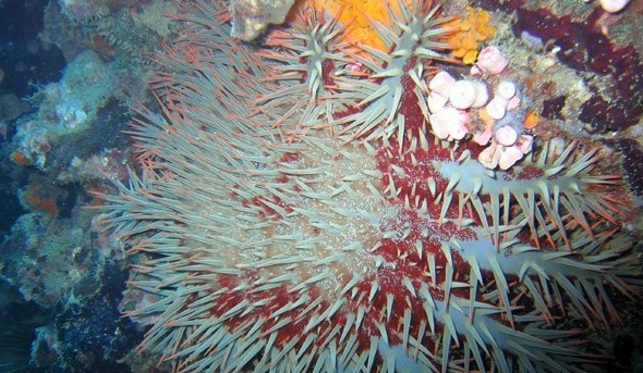 水下被海洋生物傷害到了該怎么辦？